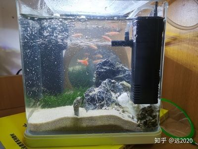 森森上濾魚缸好不好 森森上濾魚缸好不好 森森魚缸