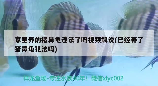 家里養的豬鼻龜違法了嗎視頻解說(已經養了豬鼻龜犯法嗎)