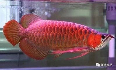普通紅龍魚(yú)能變紅嗎