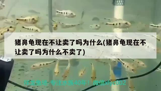 豬鼻龜現在不讓賣了嗎為什么(豬鼻龜現在不讓賣了嗎為什么不賣了)