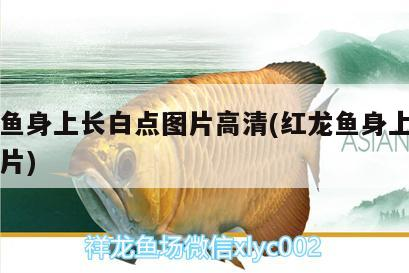 魚缸 銀龍魚身上長白點圖片高清(紅龍魚身上有白點圖片) 銀龍魚百科 銀龍魚身上長白點圖片高清(紅龍魚身上有白點圖片) 銀龍魚身上長白點圖片高清(紅龍魚身上有白點圖片) 銀龍魚百科