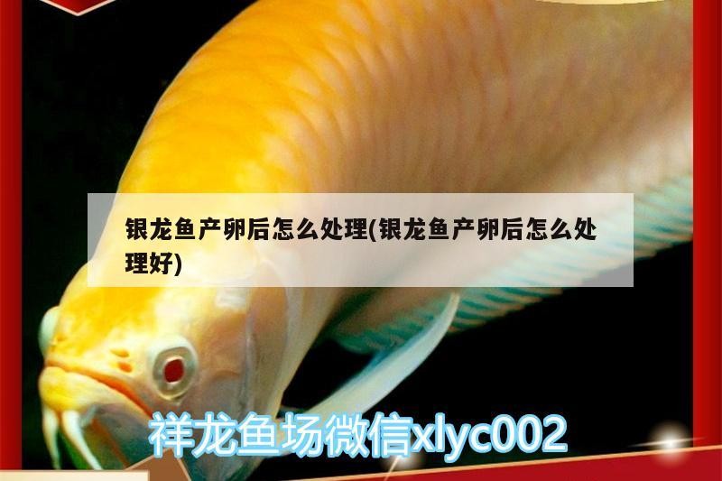 銀龍魚產卵后怎么處理(銀龍魚產卵后怎么處理好)