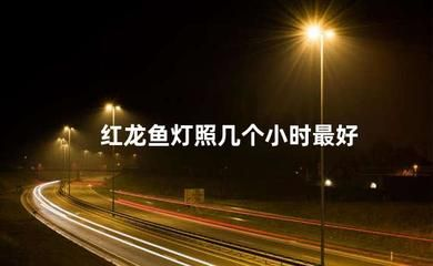 紅龍魚怕燈怎么回事：紅龍魚害怕燈光怎么辦