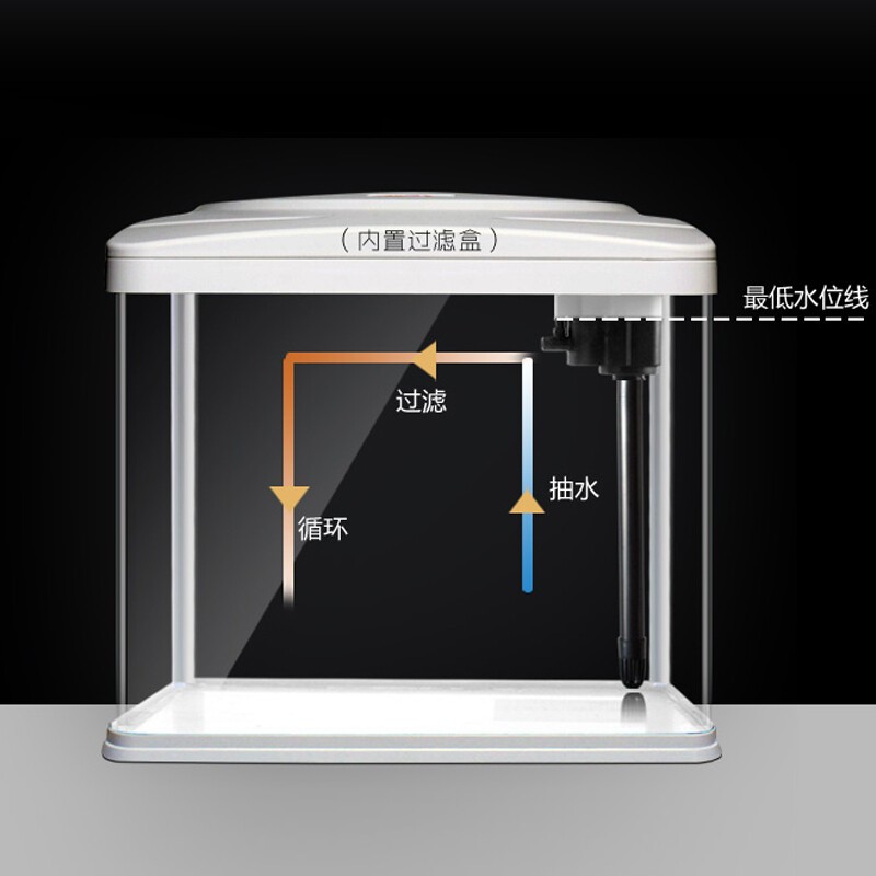 東營觀賞魚群有哪些品種（東營觀賞魚群有哪些品種圖片）
