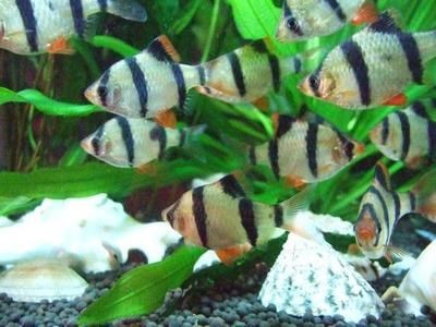 虎皮魚的飼養(yǎng)方法：如何正確的飼養(yǎng)虎皮魚