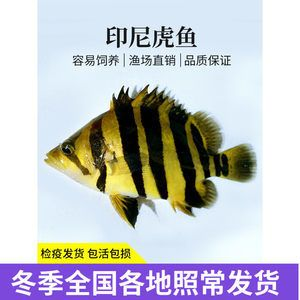 包肚虎魚(yú)多少錢(qián)：包肚虎魚(yú)多少錢(qián)一只