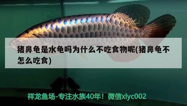 豬鼻龜是水龜嗎為什么不吃食物呢(豬鼻龜不怎么吃食)