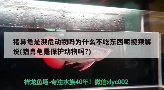 豬鼻龜是瀕危動物嗎為什么不吃東西呢視頻解說(豬鼻龜是保護動物嗎?)