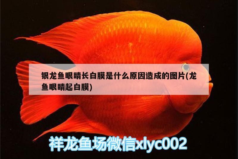 銀龍魚眼睛長白膜是什么原因造成的圖片(龍魚眼睛起白膜)