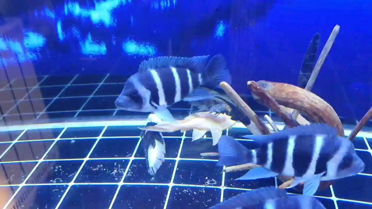 繼續干架中誰贏了誰是老大 繼續干架中誰贏了誰是老大 魟魚百科 第1張
