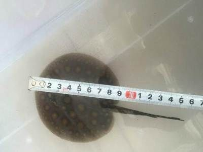 黑金魟魚雜食性飼料推薦：如何自制黑金魟魚飼料，黑金魟魚飼料保存方法