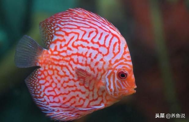 印尼虎魚鰭發白：印尼虎魚的魚鰭發白可能是多種因素引起的，可能是多種因素引起的