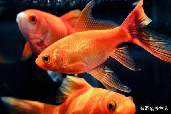 印尼虎魚鰭發白：印尼虎魚的魚鰭發白可能是多種因素引起的，可能是多種因素引起的
