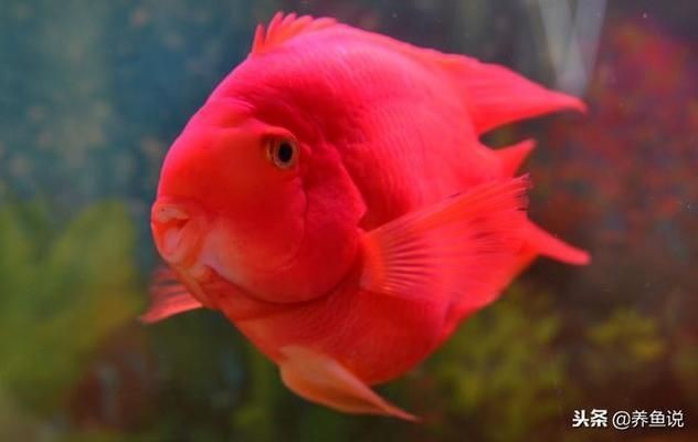 印尼虎魚鰭發白：印尼虎魚的魚鰭發白可能是多種因素引起的，可能是多種因素引起的