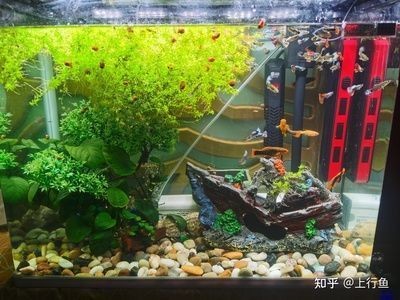 太原市迎澤區煜煊水族器材經銷部（太原市迎澤區煜煊水族器材經銷部電話）