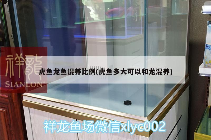 虎魚龍魚混養比例(虎魚多大可以和龍混養)