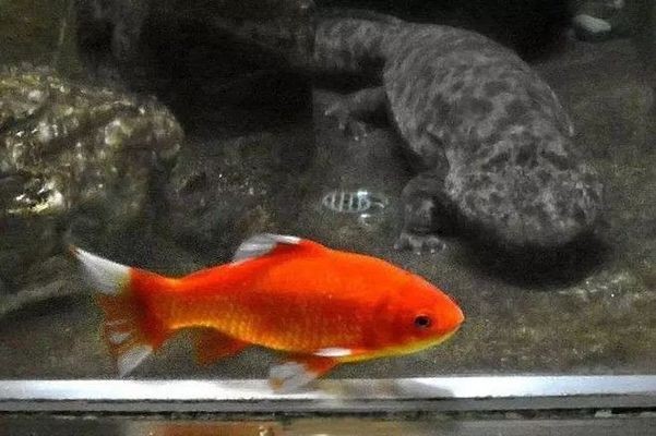 魚缸上面的水銹怎么去除（魚缸上面的水銹怎么去除掉） 魚缸上面的水銹怎么去除（魚缸上面的水銹怎么去除掉） 魚缸百科
