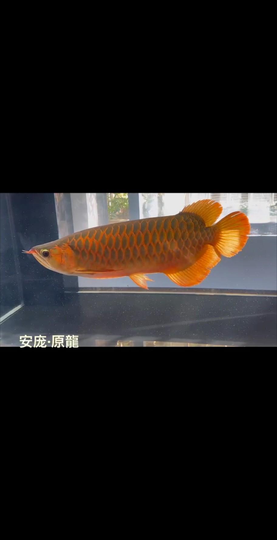 體型紅龍中的極品