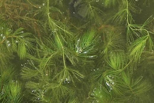 紅龍魚幼魚需要找個伴么（紅龍魚幼魚飼養技巧）