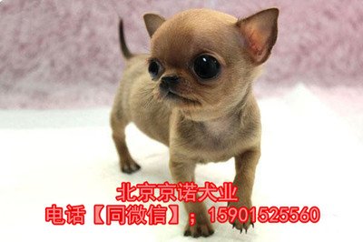 賽級金魚多少錢一條