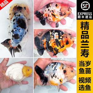 賽級金魚多少錢一條