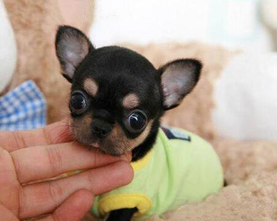 賽級金魚多少錢一條