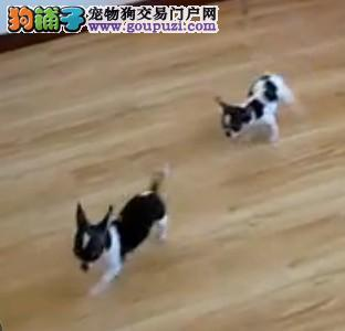 賽級金魚多少錢一條
