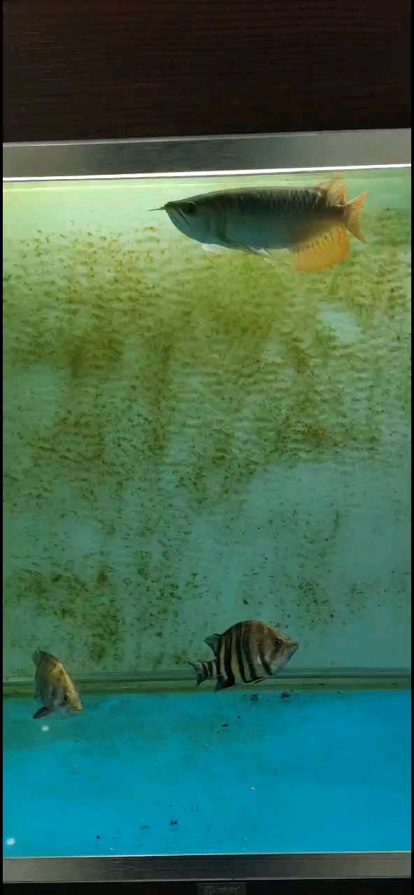 新魚(yú)到家。