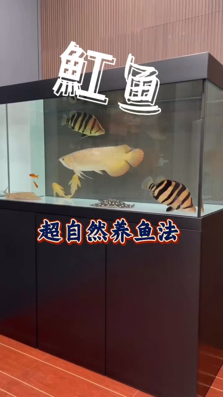 說(shuō)說(shuō)關(guān)于魟魚(yú)的事兒