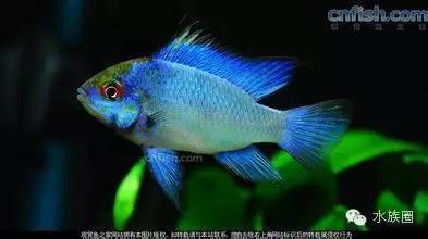 100種常見的小型魚