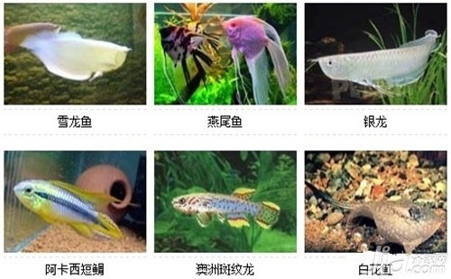 100種常見的小型魚