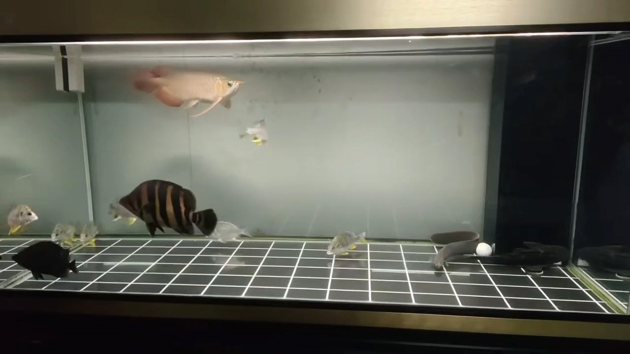 打卡一下，配魚黃腳臘……