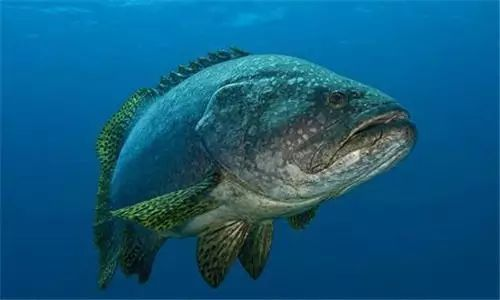 龍躉和石斑魚區別