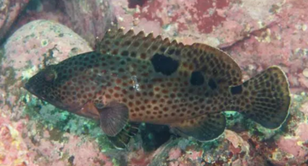 龍躉和石斑魚區別