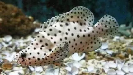 龍躉和石斑魚區別