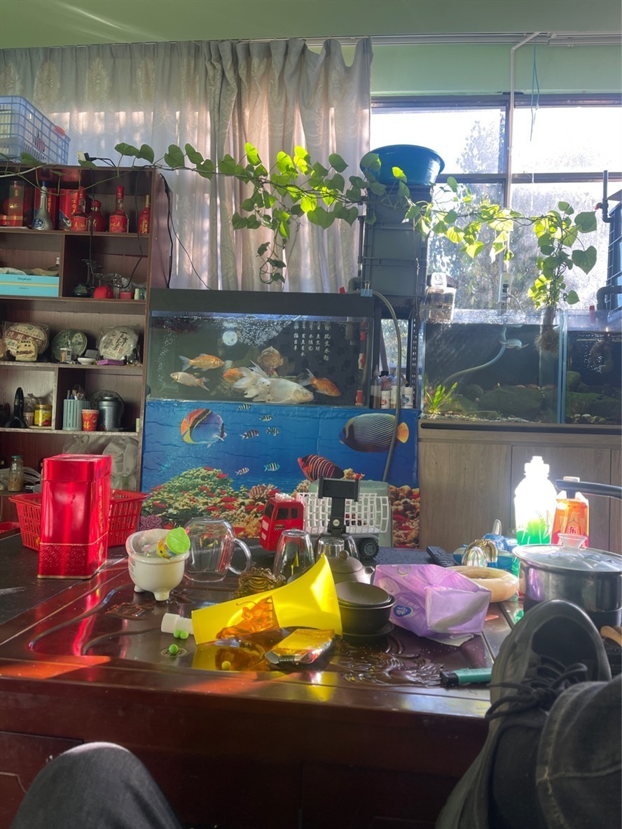 鸚鵡魚和銀龍魚混養怎樣喂食 換了三分之一水 龍魚論壇 換了三分之一水 換了三分之一水 龍魚論壇