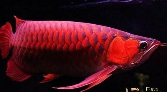 鶴崗紅龍魚價格2688貴嗎？