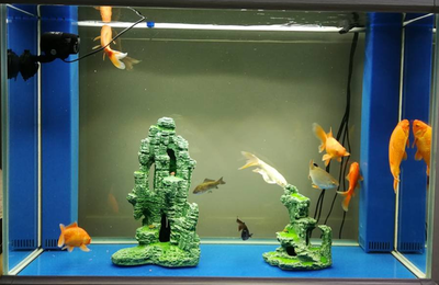 綠園區(qū)大自然花鳥魚商城承運(yùn)水族坊（大自然花鳥魚商城(綠園區(qū)皓月大路店)）