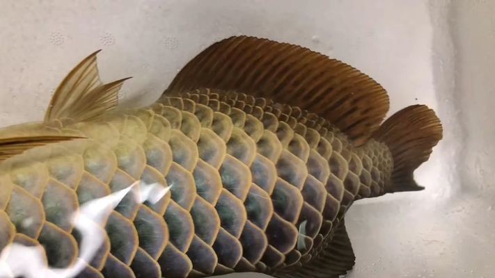 藍底細框過背金龍