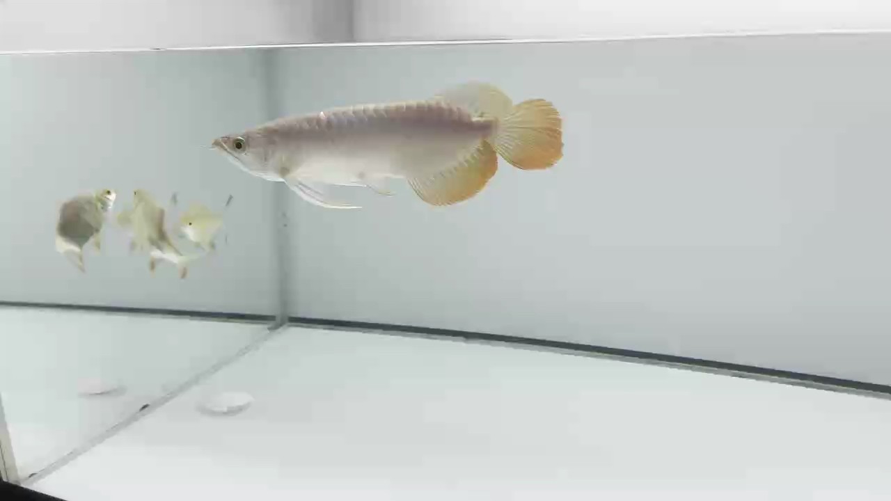 新魚(yú)入缸，從頭開(kāi)始