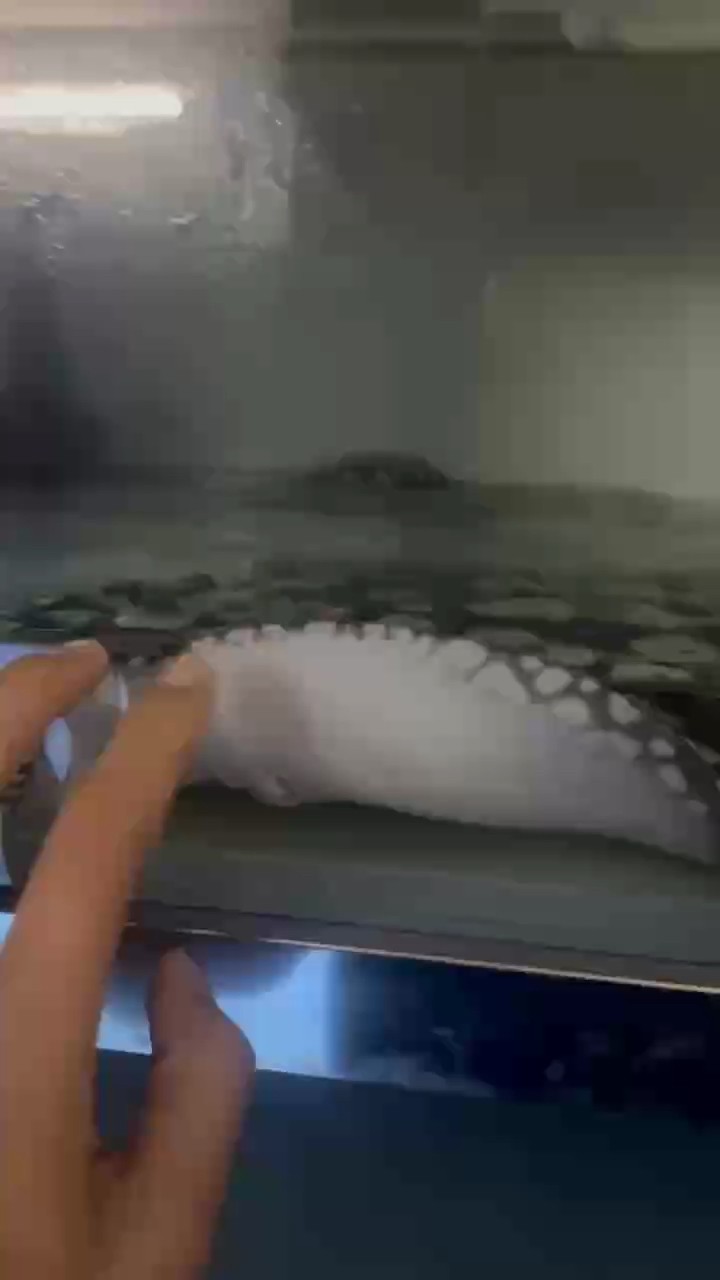 強身健體 強身健體 龍魚論壇