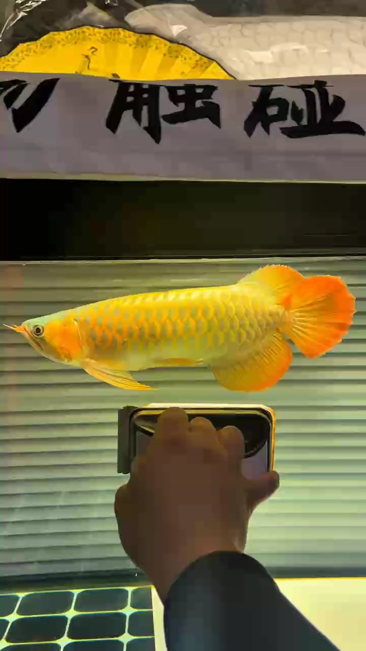 我的虎魚真菌感染了要怎么處理 天冷了,狀態起來了 龍魚論壇 天冷了,狀態起來了 天冷了,狀態起來了 龍魚論壇