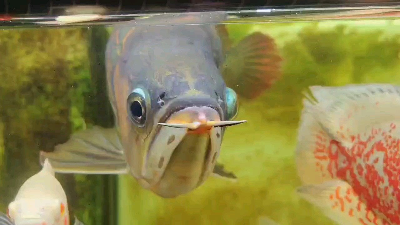 四年五個(gè)月 四年五個(gè)月 龍魚(yú)論壇