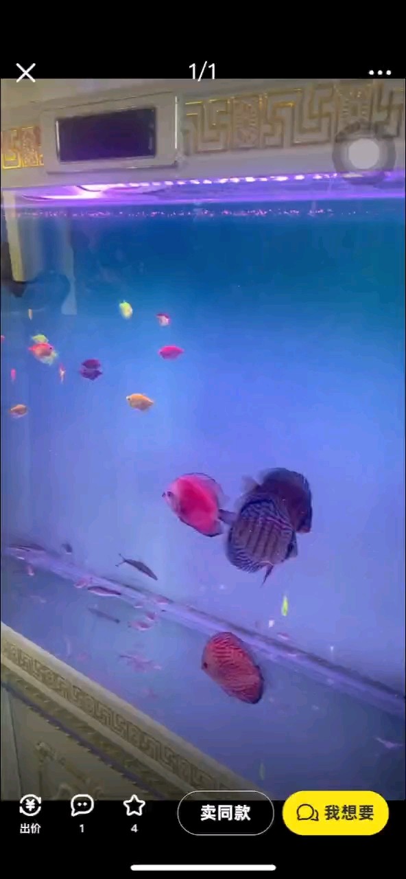 這個魚咋樣 這個魚咋樣 龍魚論壇