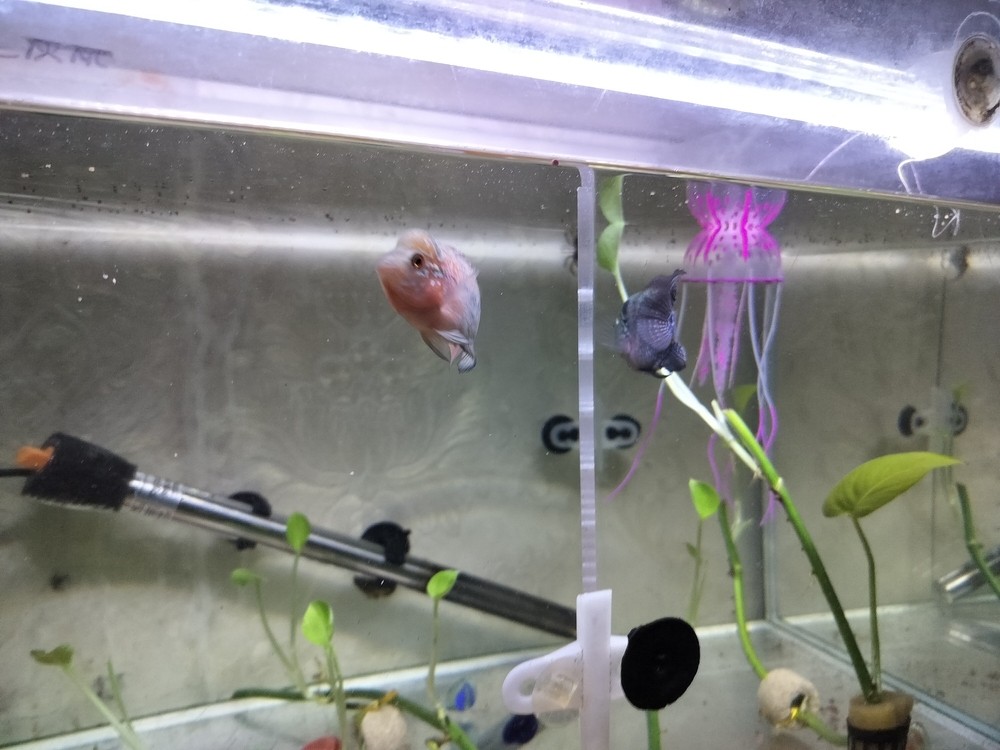看看水長勢好