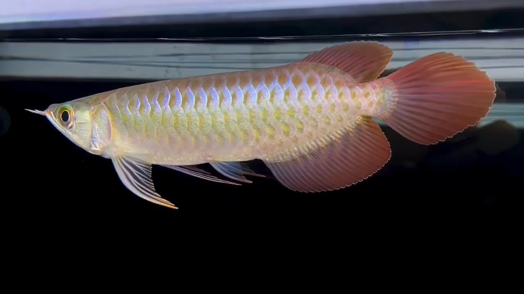 秦皇島紅龍魚價(jià)格2688貴嗎？