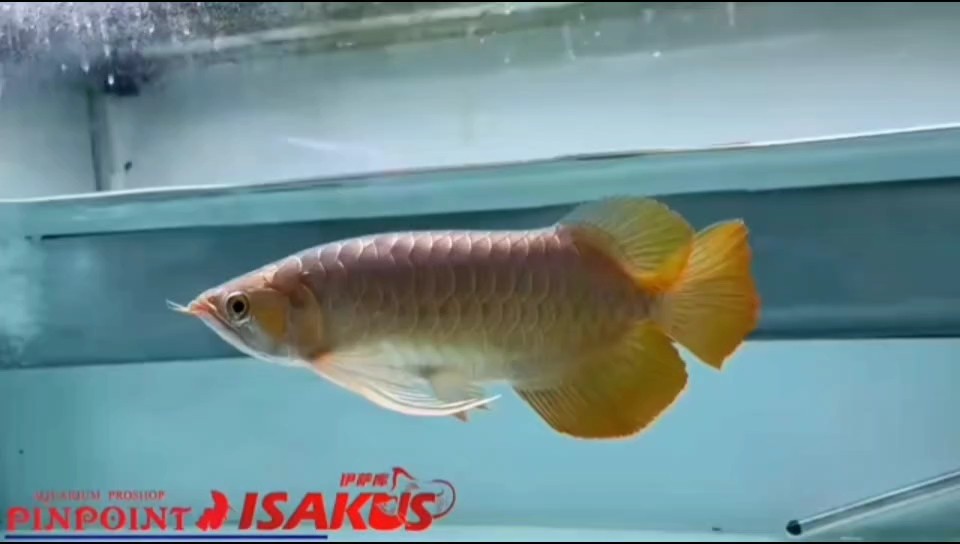 新茶露個面，高價貨 新茶露個面，高價貨 龍魚論壇