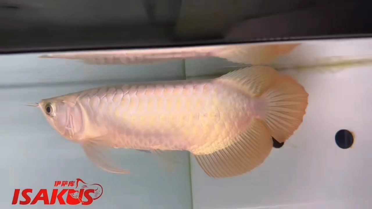回新魚，周末福利 全品，大尾巴級伊薩庫 福利15000