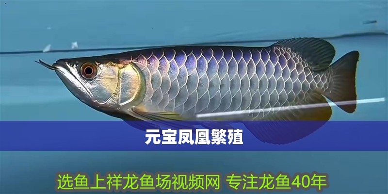 興安盟紅龍魚價格2688貴嗎？