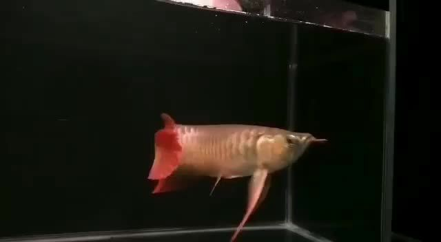 興安盟紅龍魚價格2688貴嗎？